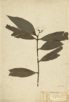 藏品(蒲桃)的圖片